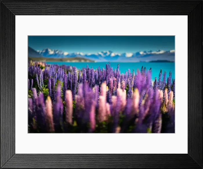 Framed Print : Lupin field at Lake tekapo