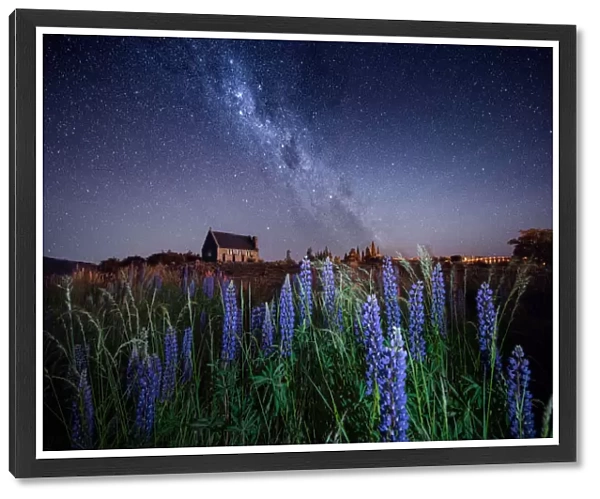 Milky way at the Church of the Good Shepherd with blooming lupine in Lake Tekapo in New Zealand