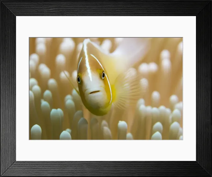Framed Print : amphiprion sandaracinos, amphiprion, anthozoa, australian, camouflaged, camouflaging Framed Print : amphiprion sandaracinos, amphiprion, anthozoa, australian, camouflaged, camouflaging