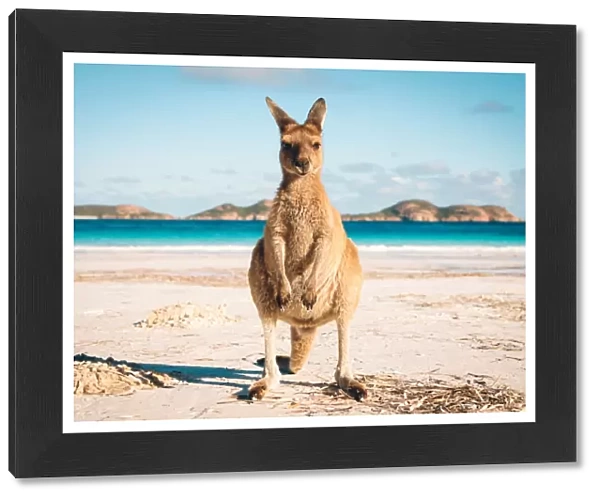 Australia beach Kangaroo