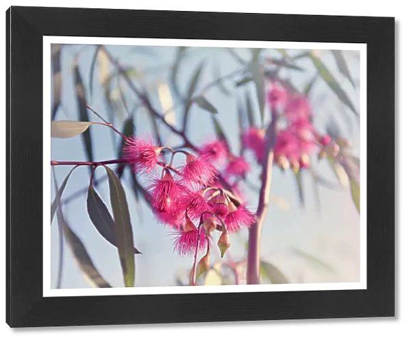 Crimson eucalyptus flowers bursting into bloom