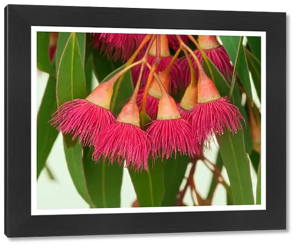 Amazing flora -flowering gum tree in Australia
