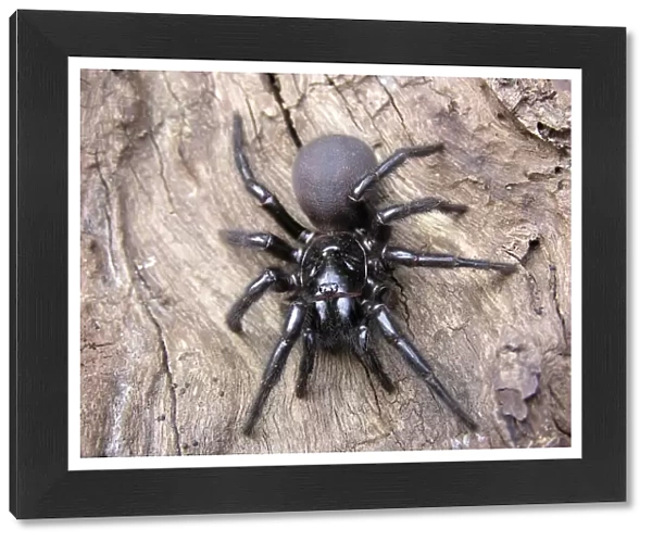 The Sydney Funnel Web Spider