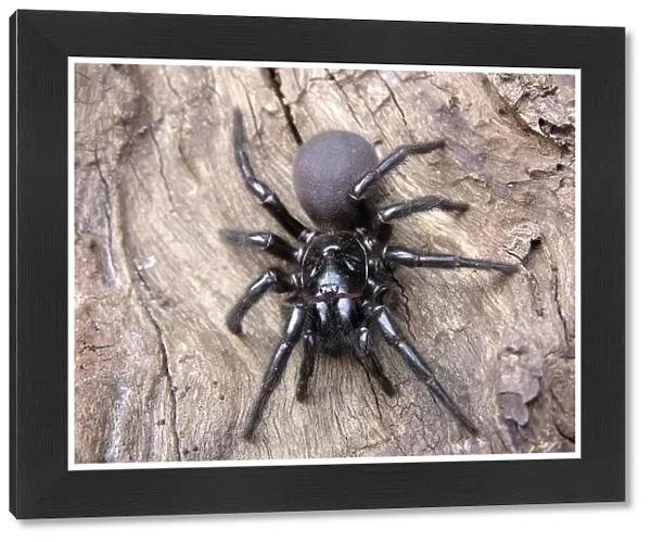 The Sydney Funnel Web Spider