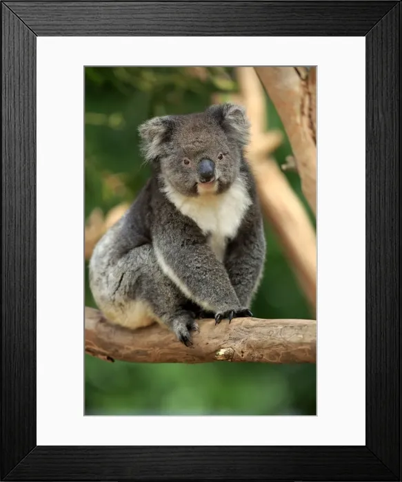 Framed Print : Koala, (Phascolarctos cinereus)