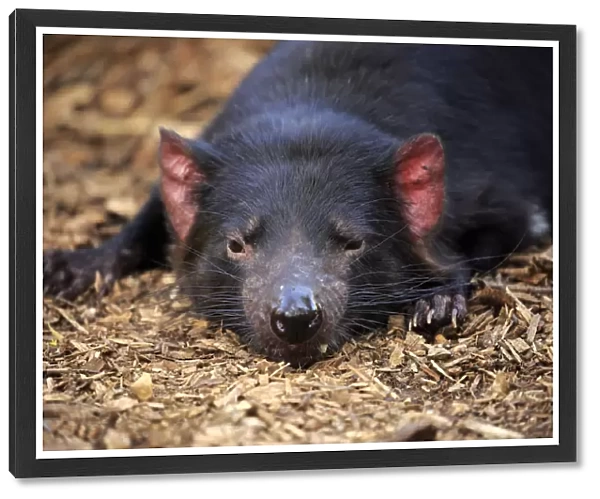 Tasmanischer Teufel, (Sarcophilus harrisii)