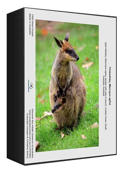 Flinkwallaby, (Macropus agilis)