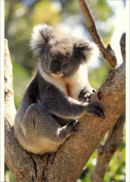 Koala, (Phascolarctos cinereus)