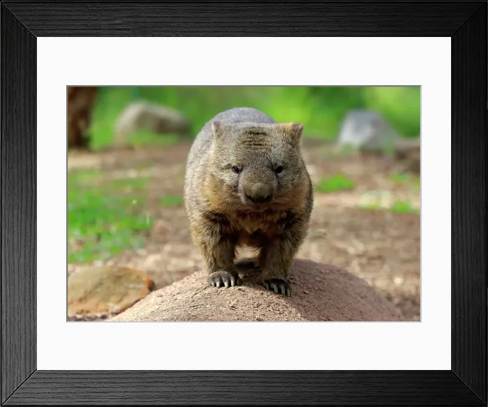 Framed Print : Nacktnasenwombat, (Vombatus ursinus)