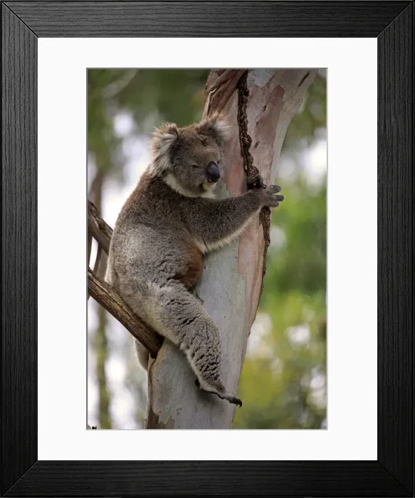 Framed Print : Koala, (Phascolarctos cinereus)