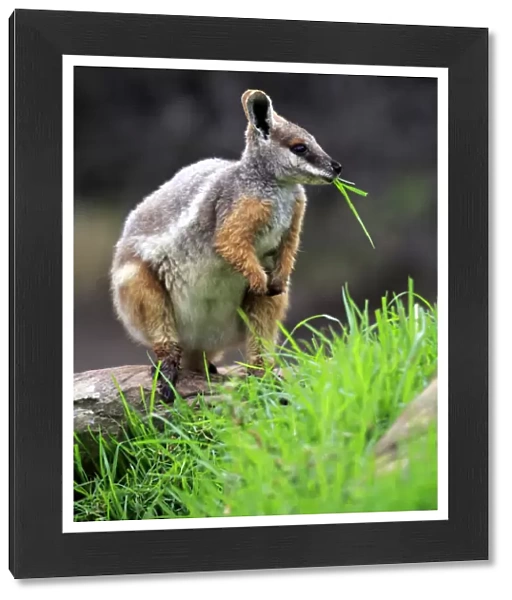 Yellow-footed Rock Wallaby, (Petrogale xanthopus)