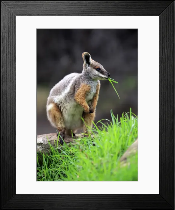 Framed Print : Yellow-footed Rock Wallaby, (Petrogale xanthopus) Framed Print : Yellow-footed Rock Wallaby, (Petrogale xanthopus)
