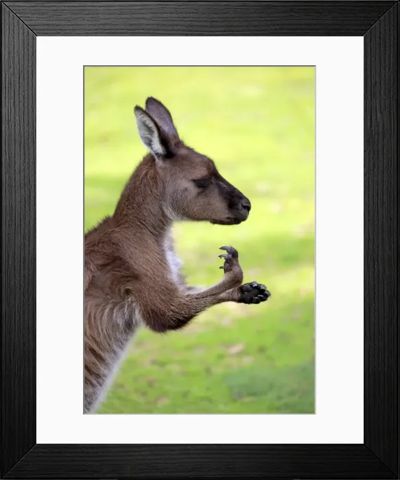 Framed Print : Kangaroo Island Kangaroo, (Macropus fuliginosus)