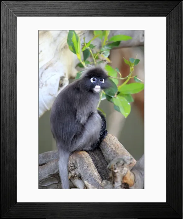 Framed Print : Dusky leaf monkey Framed Print : Dusky leaf monkey