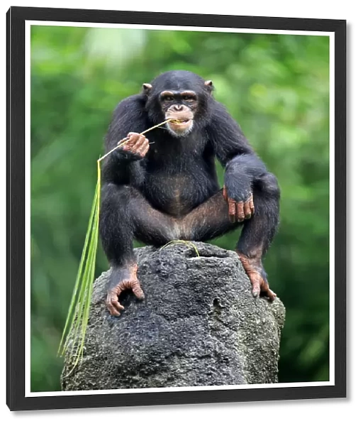 Chimpanzee, (Pan troglodytes troglodytes)
