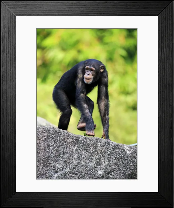 Framed Print : Chimpanzee, (Pan troglodytes troglodytes)