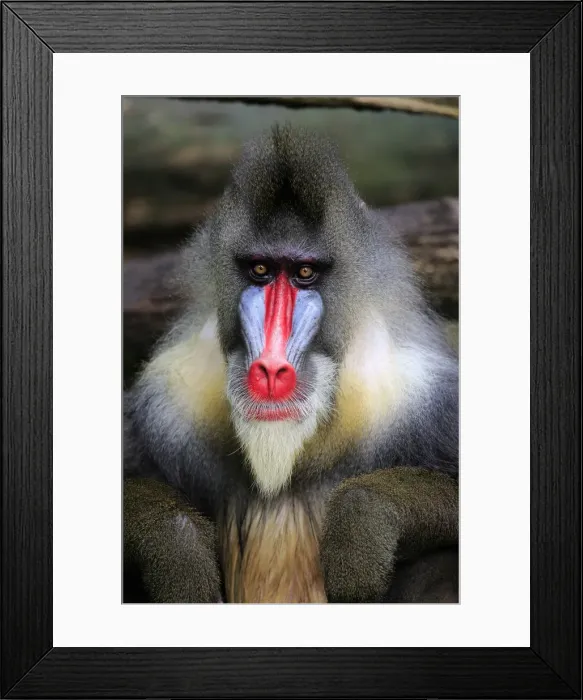 Framed Print : Naturfotografie & Sohns Wildlife Photography Framed Print : Naturfotografie & Sohns Wildlife Photography