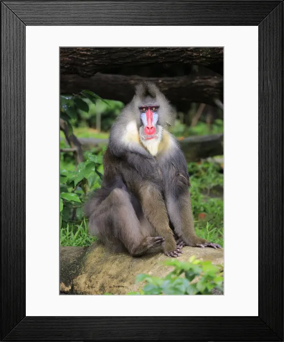 Framed Print : Naturfotografie & Sohns Wildlife Photography Framed Print : Naturfotografie & Sohns Wildlife Photography