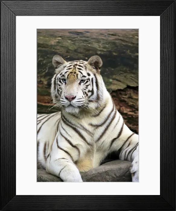 Framed Print : Indian Tiger, (Panthera tigris tigris)