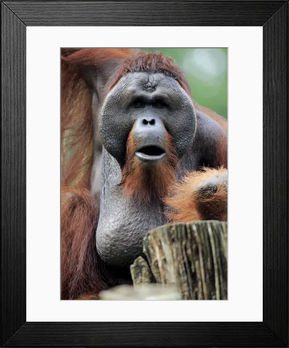 Framed Print : Orang Utan, (Pongo pygmaeus) Framed Print : Orang Utan, (Pongo pygmaeus)