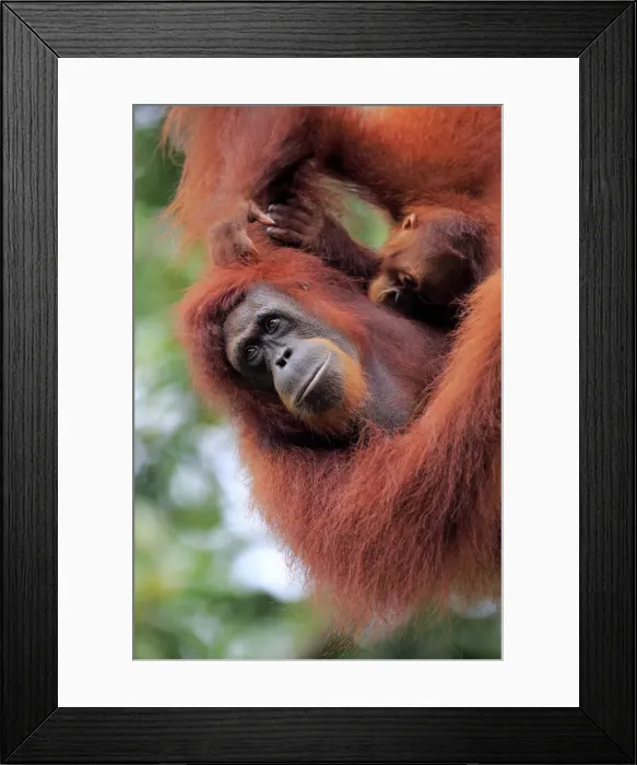 Framed Print : Orang Utan, (Pongo pygmaeus)