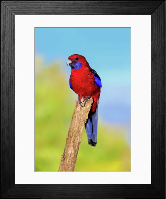 Framed Print : Crimson rosella Framed Print : Crimson rosella