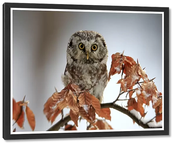 Boreal Owl, (Aegolius funereus)