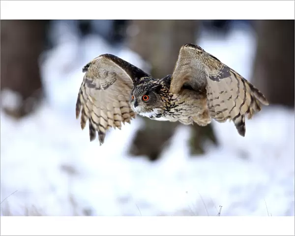 Eagle Owl, (Bubo bubo)