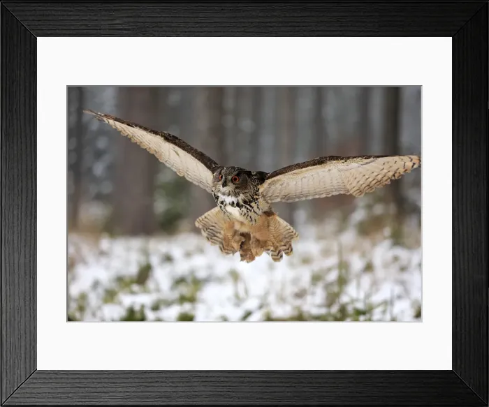 Framed Print : Eagle Owl, (Bubo bubo)