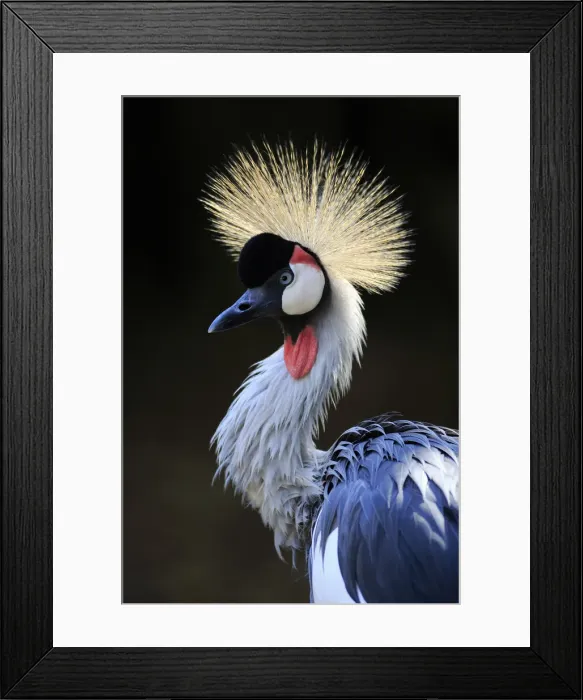 Framed Print : Crowned Crane, (Balearica regulorum) Framed Print : Crowned Crane, (Balearica regulorum)