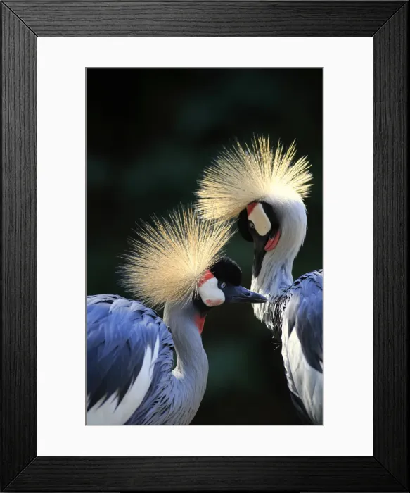 Framed Print : Naturfotografie & Sohns Wildlife Photography Framed Print : Naturfotografie & Sohns Wildlife Photography