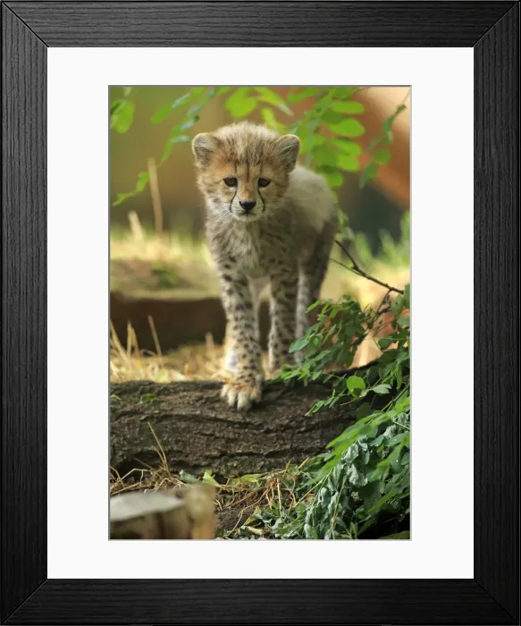 Framed Print : Sudan Cheetah, (Acinonyx jubatus soemmeringii) Framed Print : Sudan Cheetah, (Acinonyx jubatus soemmeringii)