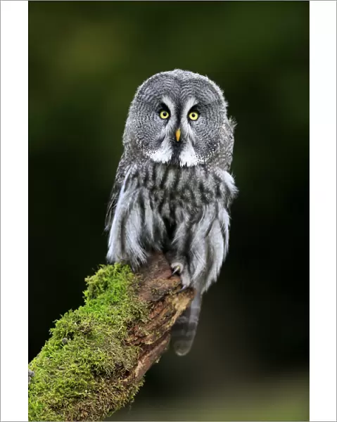 Great Grey Owl, (Strix nebulosa)