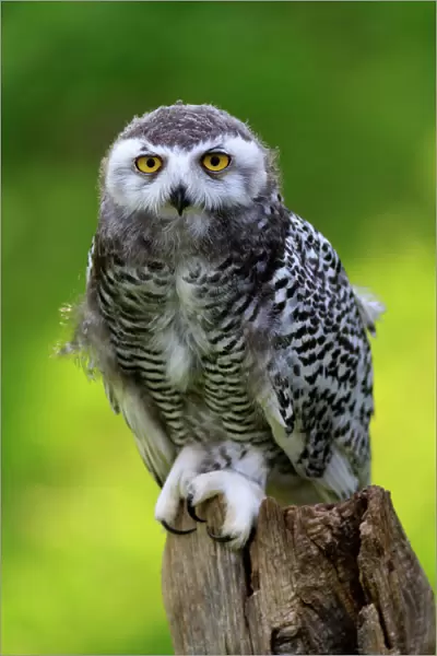 Snowy Owl, (Nyctea scandiaca)