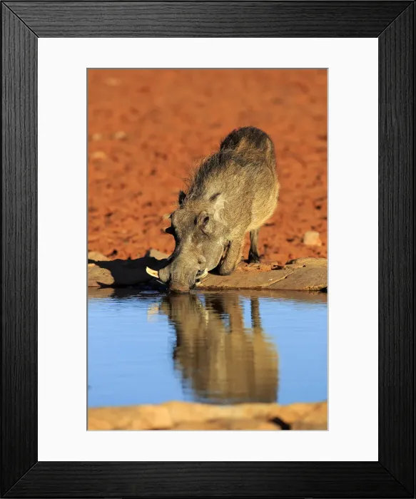 Framed Print : Warthog. (Phacochoerus aethiopicus), Tswalu Game Reserve Framed Print : Warthog. (Phacochoerus aethiopicus), Tswalu Game Reserve