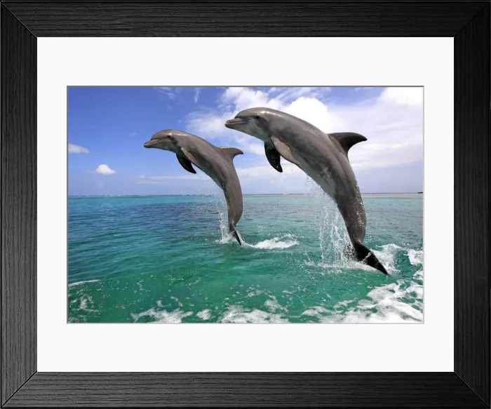 Framed Print : Delfin (Grosser Tuemmler)