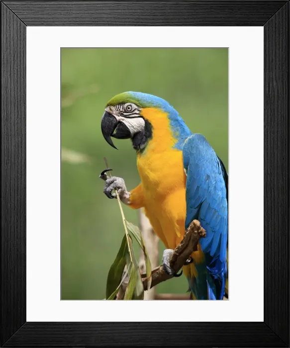 Framed Print : Naturfotografie & Sohns Wildlife Photography Framed Print : Naturfotografie & Sohns Wildlife Photography