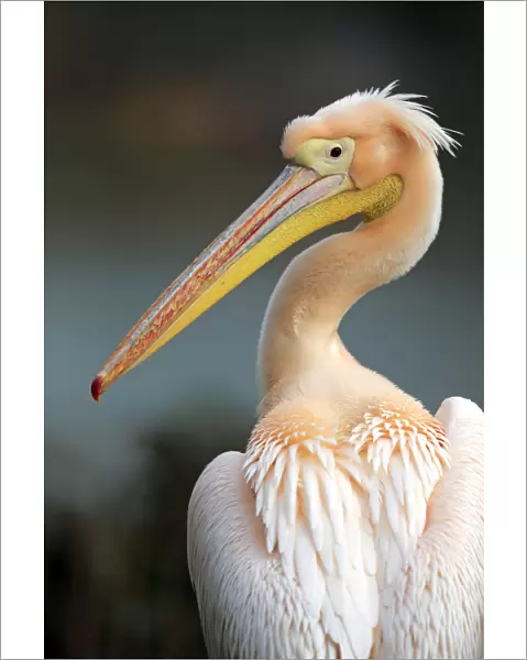 White pelican