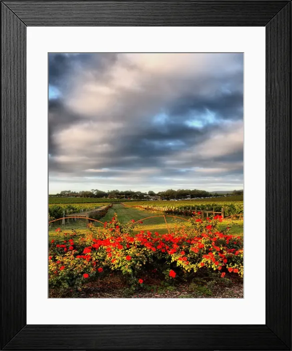 Framed Print : Red roses and grapevines
