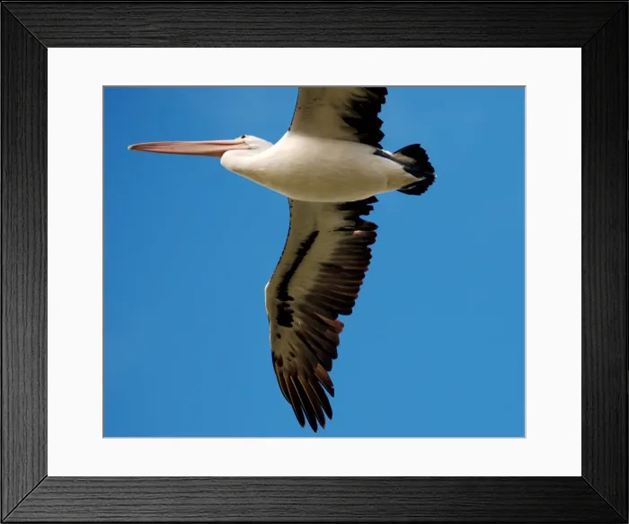 Framed Print : Pelican. Close up of pelican flying against blue background
