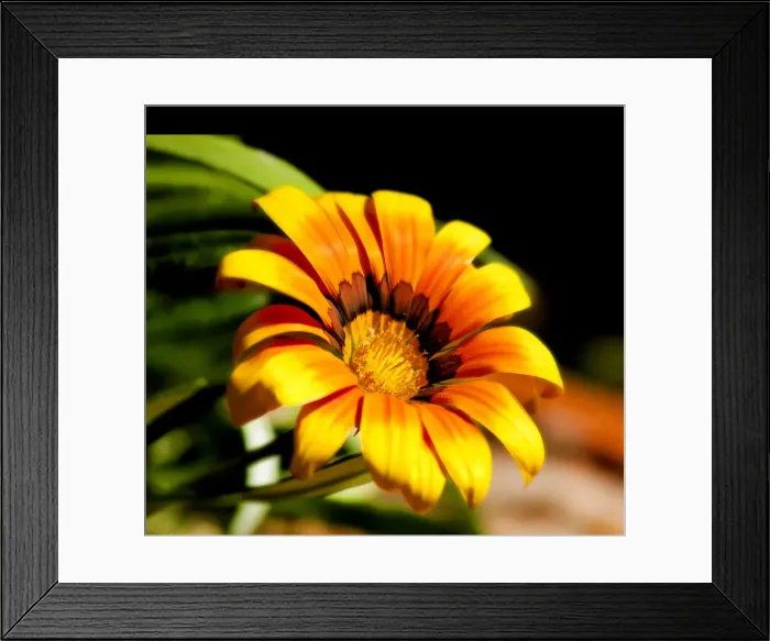 Framed Print : Deep yellow flower face