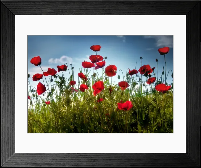 Framed Print : Tall poppies Framed Print : Tall poppies