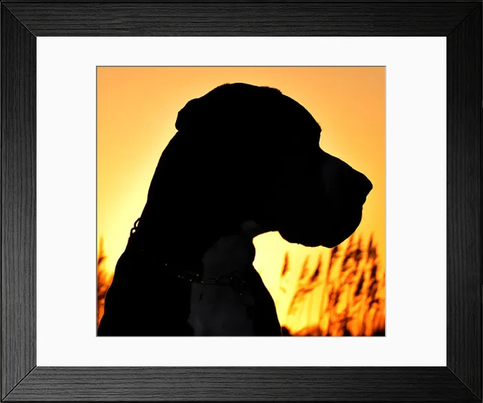 Framed Print : Great Dane at silhouette Framed Print : Great Dane at silhouette