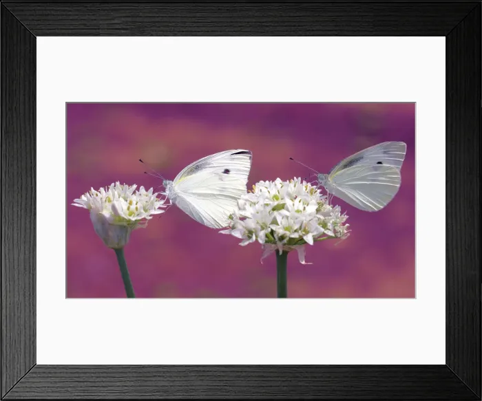 Framed Print : Two butterflies sucking nectar in parallel