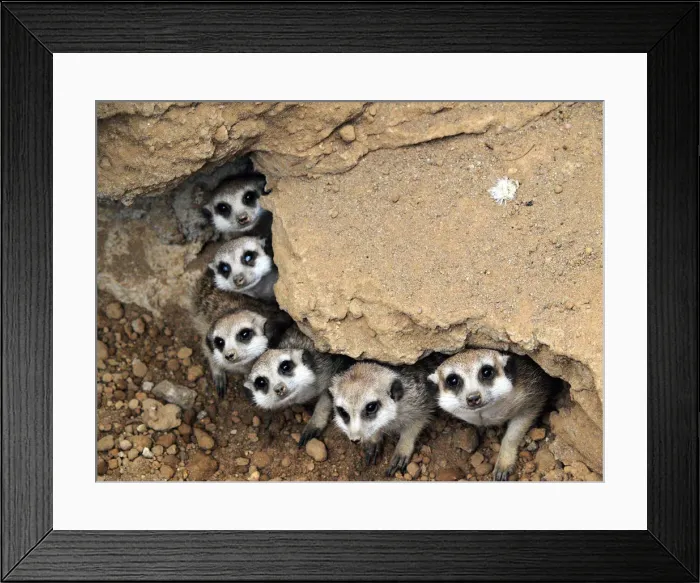Framed Print : Meerkat together
