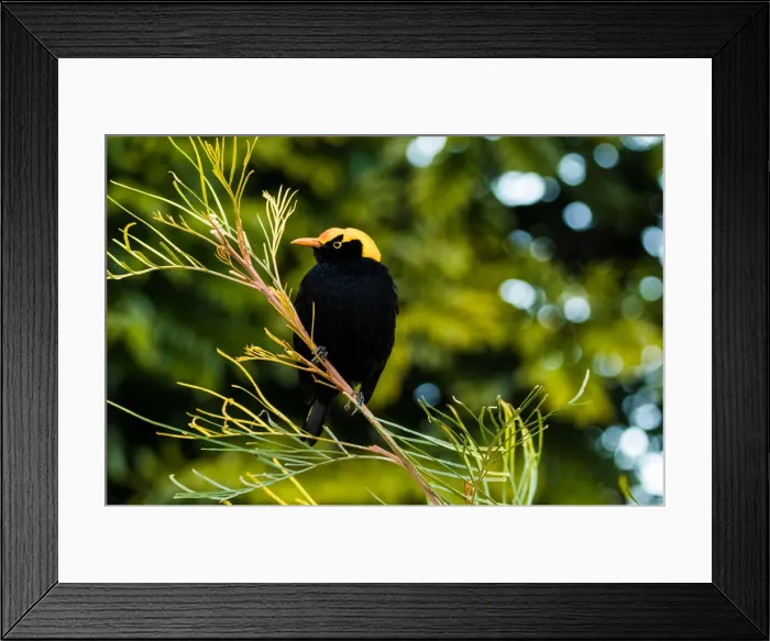 Framed Print : Male regent bowerbird Framed Print : Male regent bowerbird