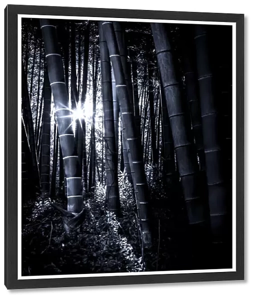 The bamboo grove with late afternoon sunlight