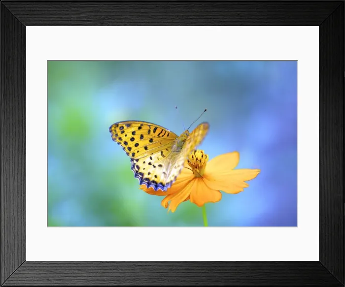 Framed Print : A butterfly on a yellow cosmos