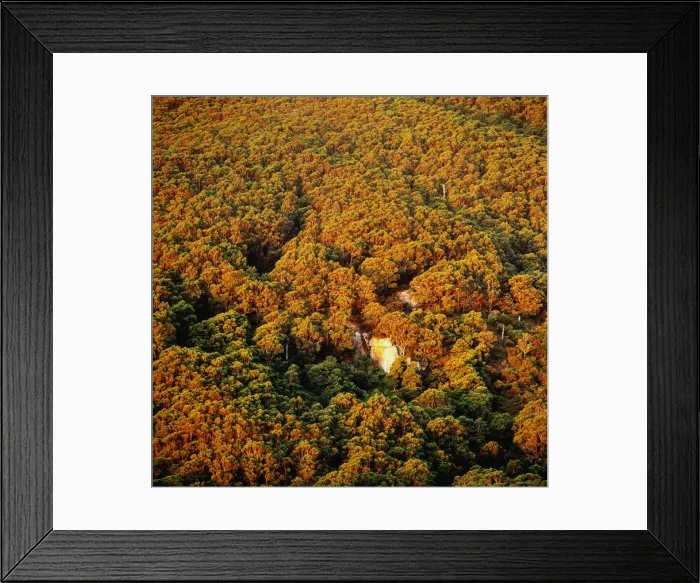 Framed Print : Eucalyptus forest at sunset, Australia, aerial view