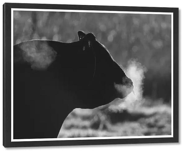 Steaming Bull